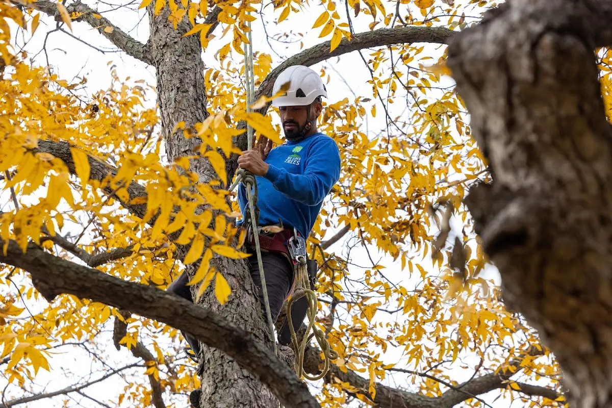 Skilled Tree Trimming crew working in Sacred Heart
